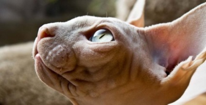 Canadian Sphynx fotografie pisica, descrierea rasei, natura, ingrijire, video