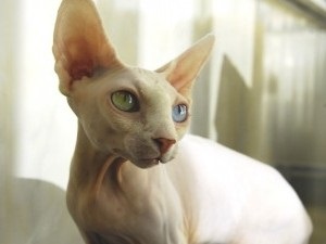 Canadian Sphynx fotografie pisica, descrierea rasei, natura, ingrijire, video