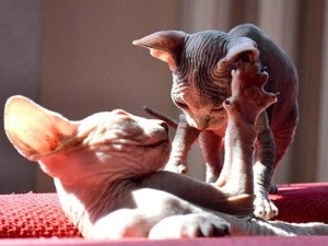 Canadian Sphynx fotografie pisica, descrierea rasei, natura, ingrijire, video