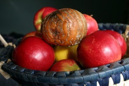 De ce merele sunt mari, coapte, mari sau putrede și viermi
