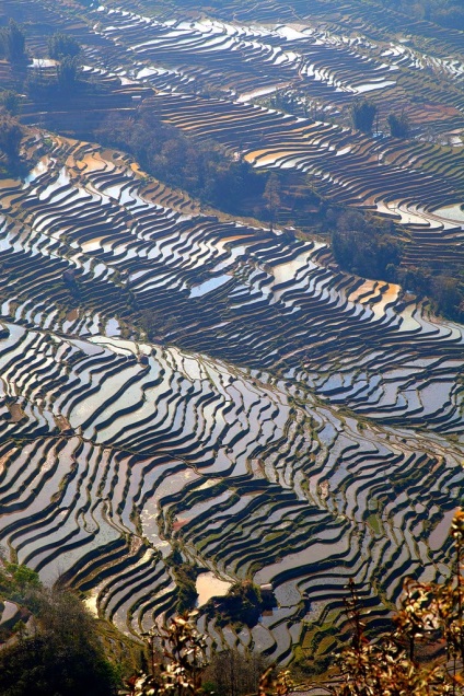 China orez terase