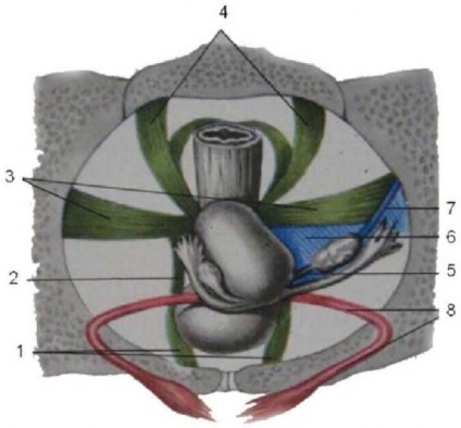 Anatomia clinică a uterului (uterului)