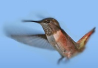 Hummingbirds mint egy totem állat (az elején) - Virág Kolibri ország