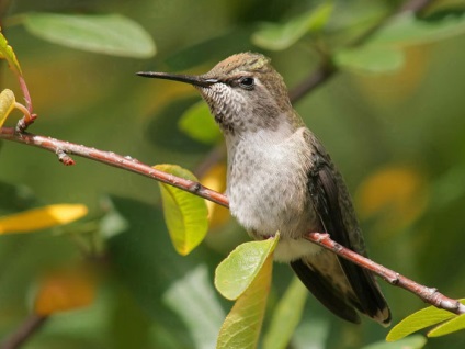 Colibri ca un animal totemic (la început) este o țară de flori de colibri
