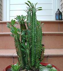 Cameră Euphorbia