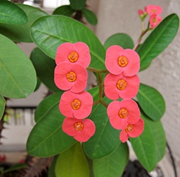 Cameră Euphorbia