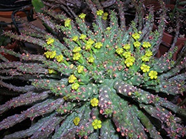 Cameră Euphorbia
