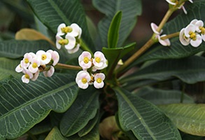 Cameră Euphorbia