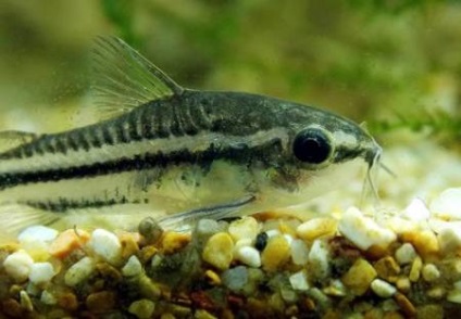 Pigmături de coridor (corydoras pygmaeus)