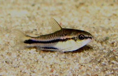 Coridor-pygmy (corydoras pygmaeus) - forum de acvaristi