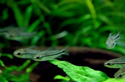 Törpe Corydoras (Corydoras pygmaeus) - akvarisztikai fórum