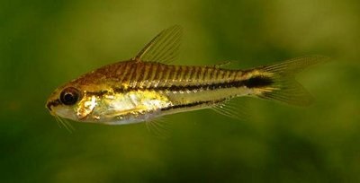 Coridor-pygmy (corydoras pygmaeus) - forum de acvaristi