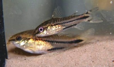 Törpe Corydoras (Corydoras pygmaeus) - akvarisztikai fórum