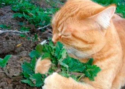 Hrănirea și comportamentul unei pisici în țară