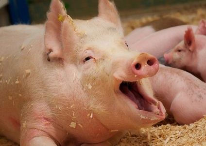 Porcine de hrănire - cum să alimenta rapid și cu costuri minime un porc