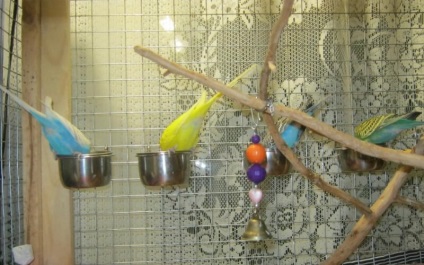 Alimentatoare pentru papagalii ondulați