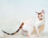 Cornish rex - fotografia unei pisici, descrierea rasei, natura