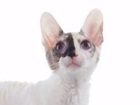 Cornish rex - fotografia unei pisici, descrierea rasei, natura