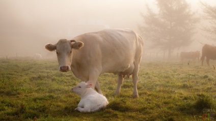 Vaci după inseminare