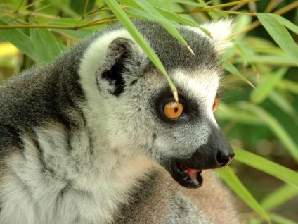 Feline vagy ringtailed lemur (lemur catta)