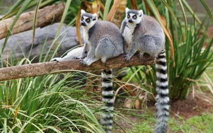 Pisica sau lemurul cu coada inelului (lemur catta)