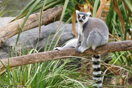 Pisica sau lemurul cu coada inelului (lemur catta)