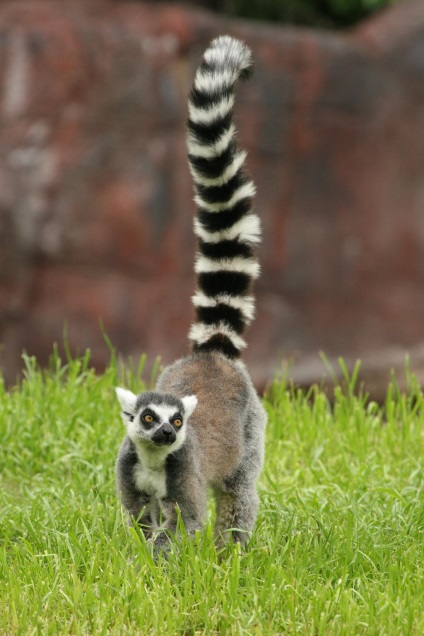 Pisica sau lemurul cu coada inelului (lemur catta)