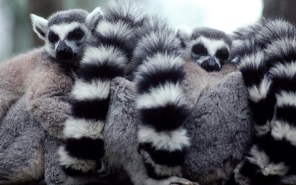 Pisica sau lemurul cu coada inelului (lemur catta)