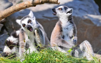 Pisica sau lemurul cu coada inelului (lemur catta)