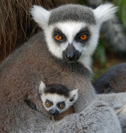 Pisica sau lemurul cu coada inelului (lemur catta)