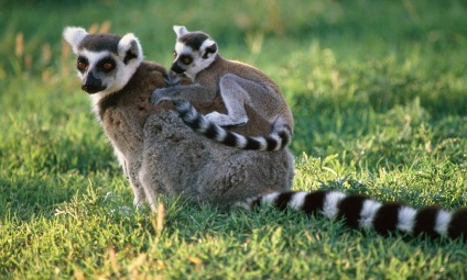 Pisica sau lemurul cu coada inelului (lemur catta)