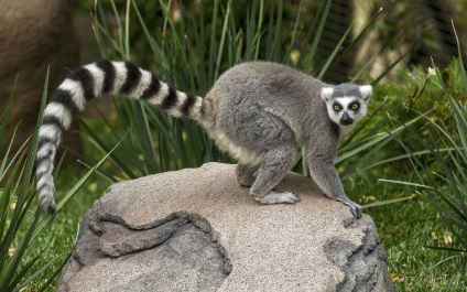 Pisica sau lemurul cu coada inelului (lemur catta)