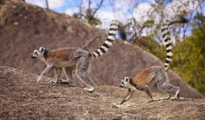 Gyűrűs farkú maki - Madagaszkár pipacsok