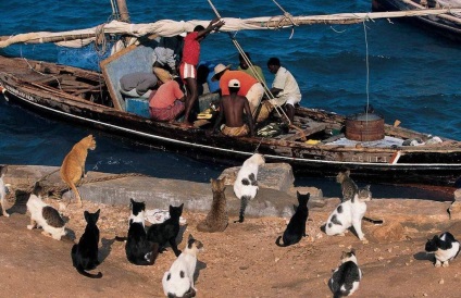 Pisicile de pe insula Lamu