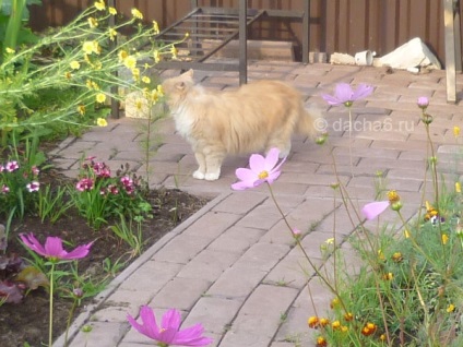 Pisica sniffs flori fotografie