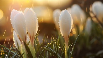 Crocus polimer agyag