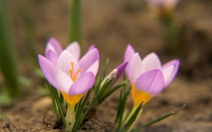 Crocus din argilă polimerică