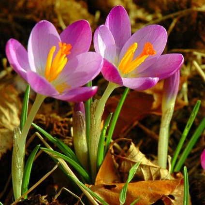 Crocus din argilă polimerică