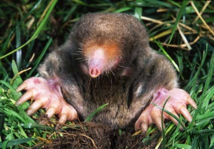 Mole, animale