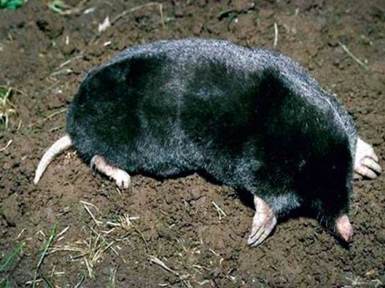 Mole, animale