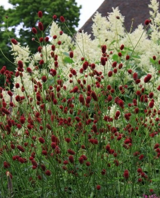 Sanguisorba ültetési új ökröket, Greenmarket