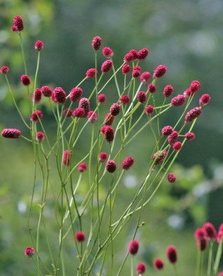 Sanguisorba ültetési új ökröket, Greenmarket