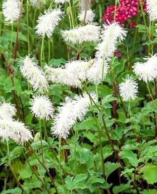 Sanguisorba ültetési új ökröket, Greenmarket