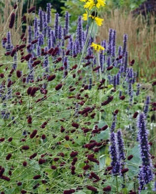 Sanguisorba ültetési új ökröket, Greenmarket