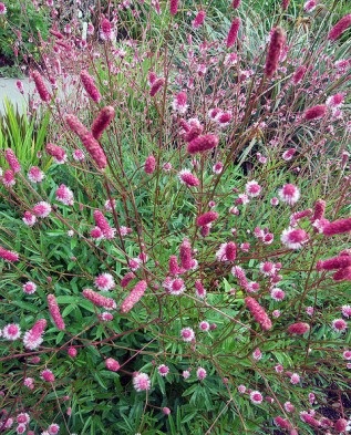 Sanguisorba ültetési új ökröket, Greenmarket