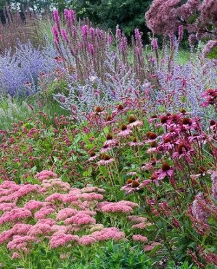 Sanguisorba ültetési új ökröket, Greenmarket