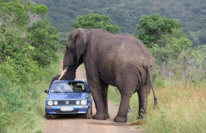 Kruger (National Park) fotó, leírás