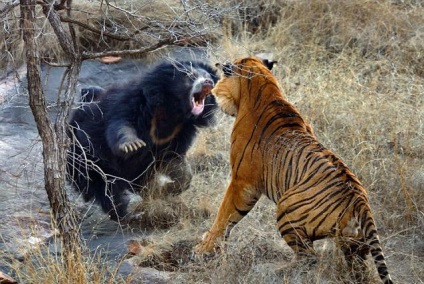 Cine este mai puternic - un urs sau un prădător de tigru în natură