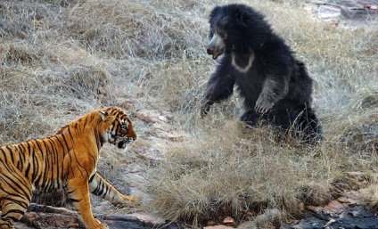 Cine este mai puternic - un urs sau un prădător de tigru în natură