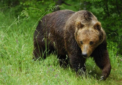 Cine este mai puternic - un urs sau un prădător de tigru în natură